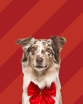 Lahjaideat Lemmikille