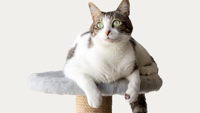 Kissan raapimapuut ja kiipeilykalusteet