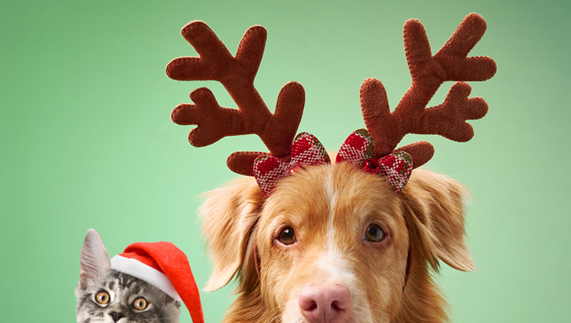 Lemmikkien Joulu
