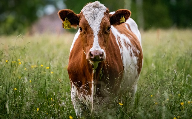 Farm Animal Fencing